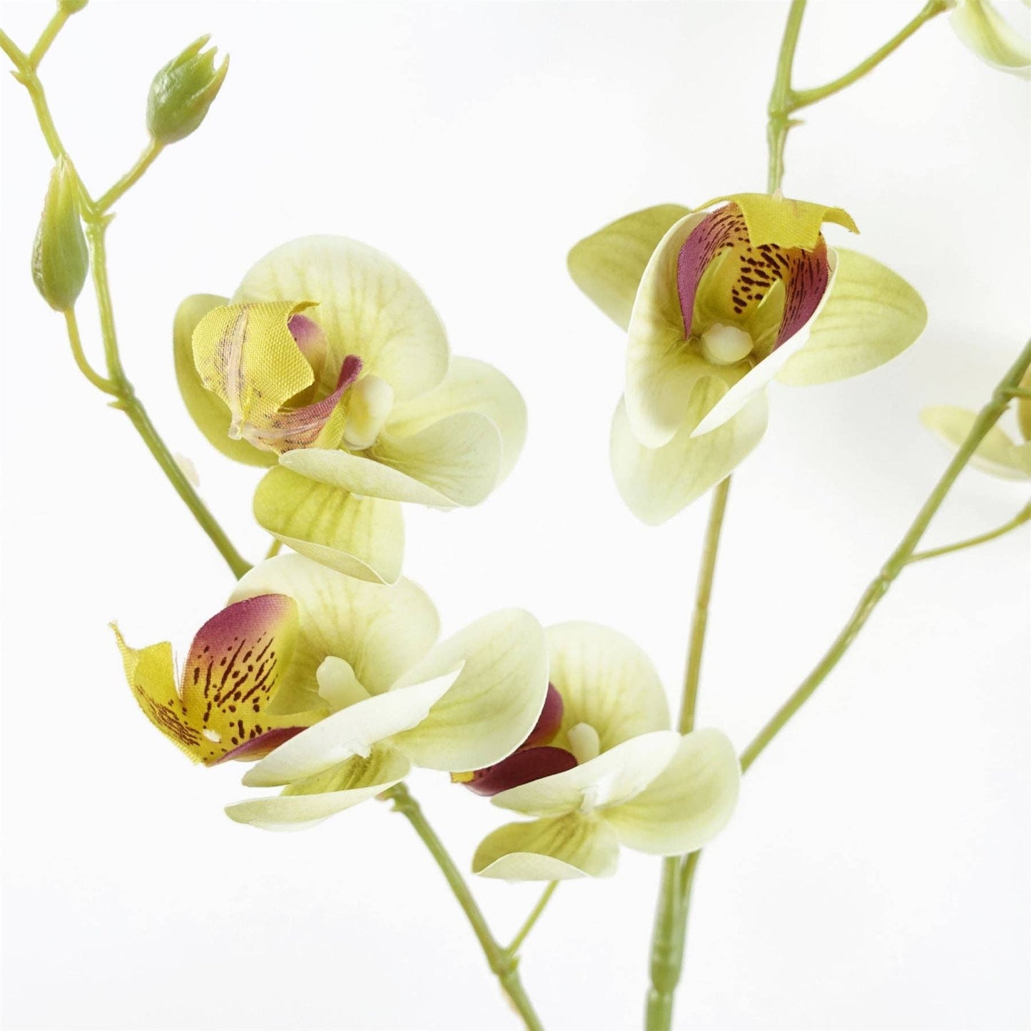 Cream Mini Orchid Bunch