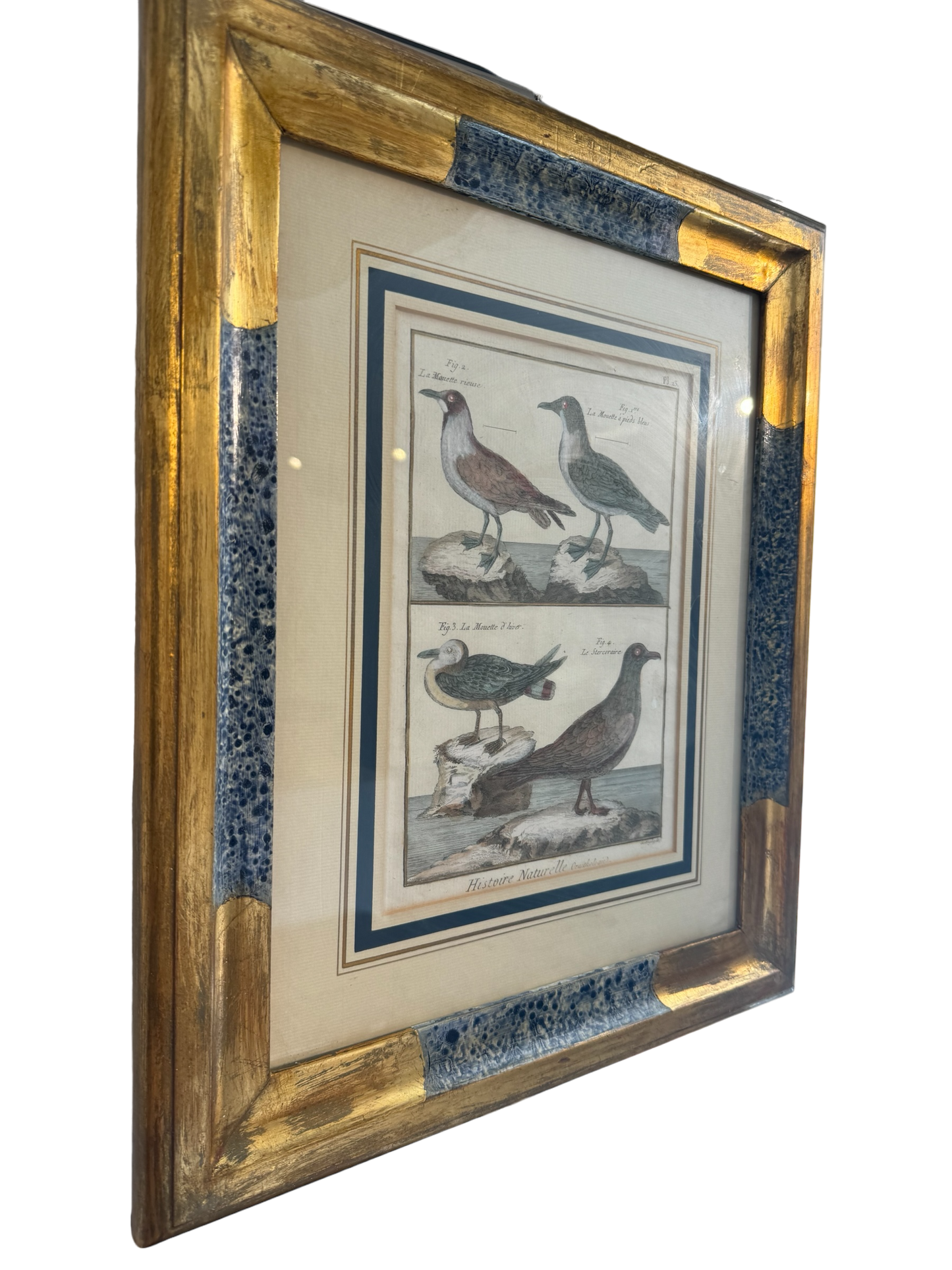 Pair of Vintage Framed Ornothology Bird Prints