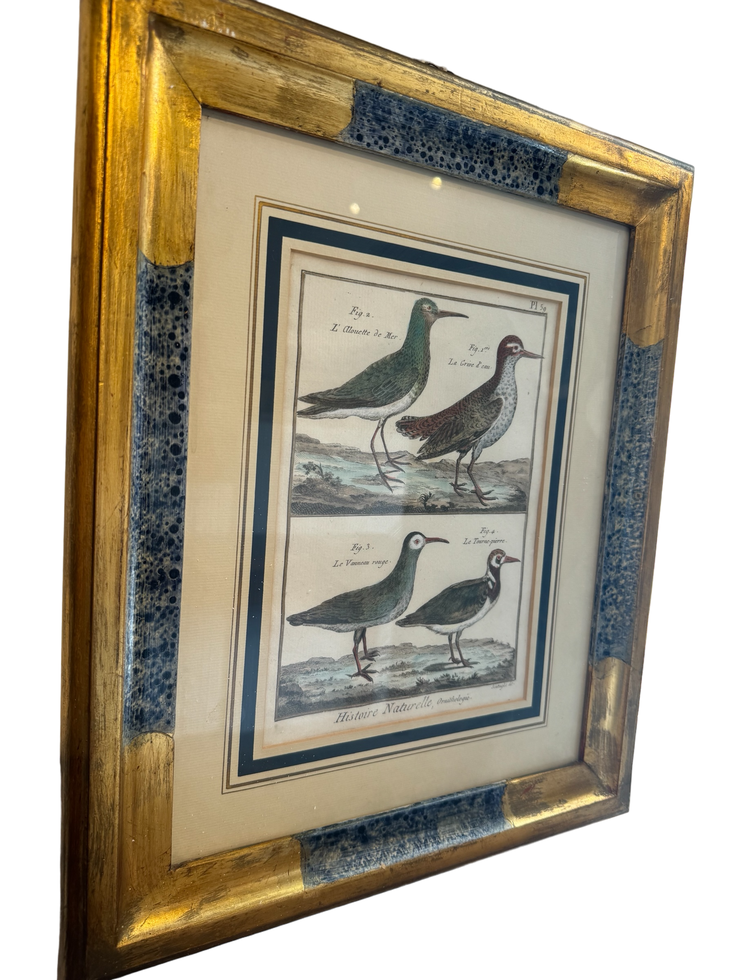 Pair of Vintage Framed Ornothology Bird Prints