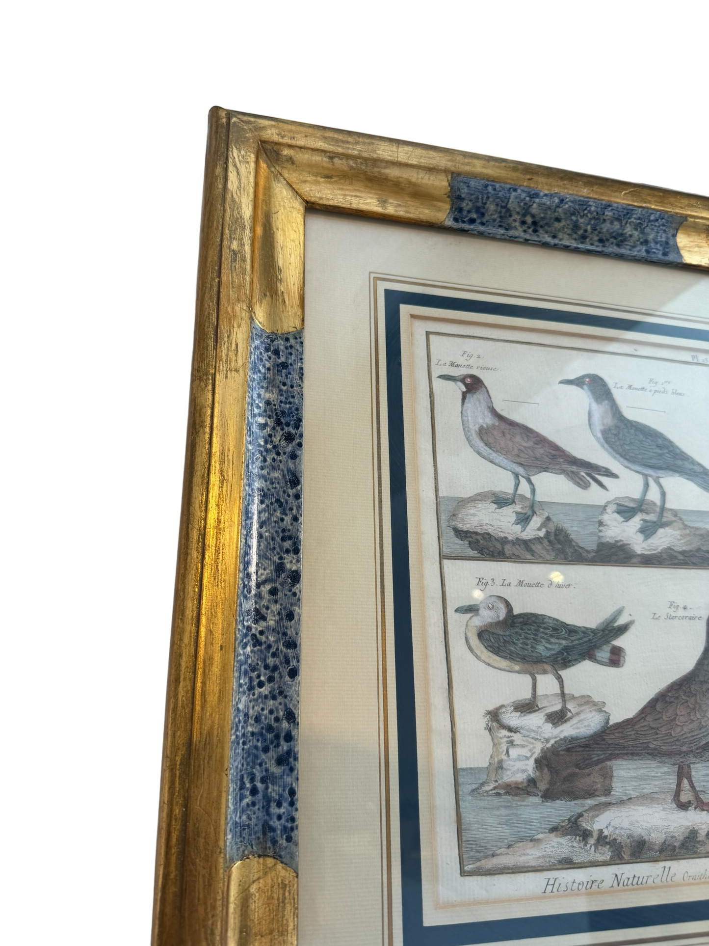 Pair of Vintage Framed Ornothology Bird Prints