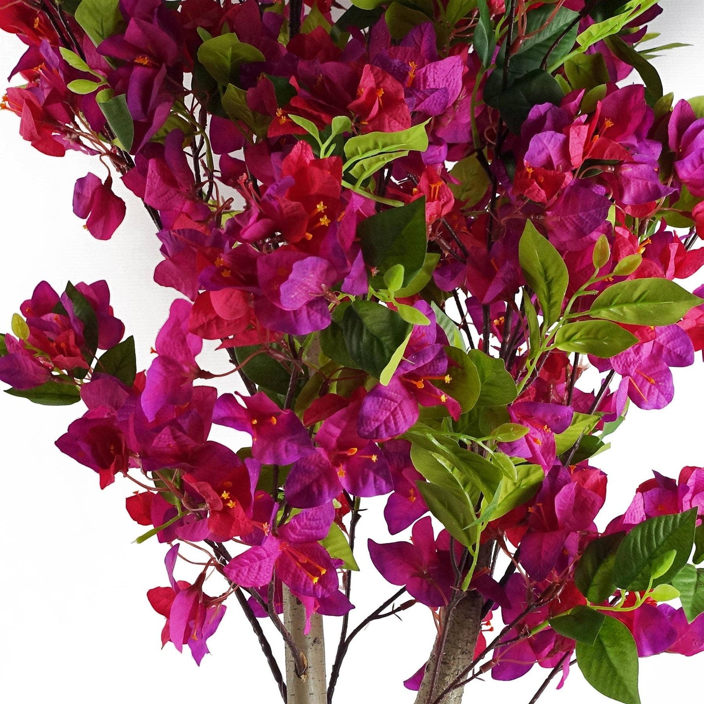 Pink Bougainvillea Tree