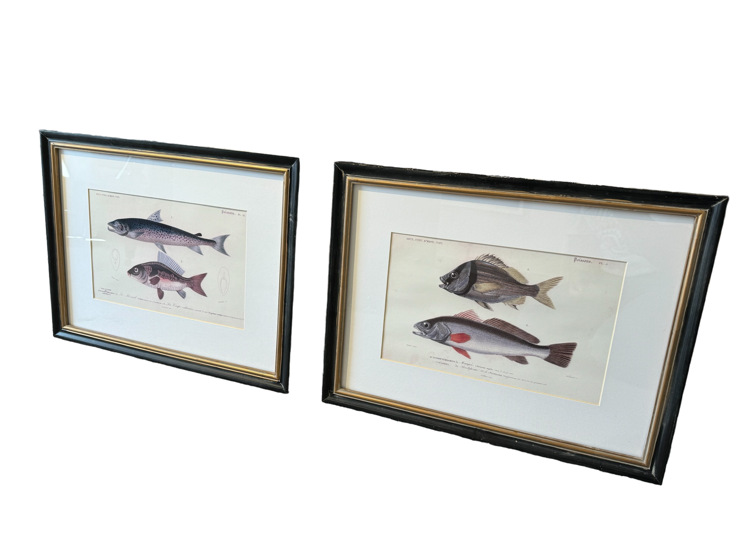 Pair of Fish Prints in Antique Style Black Frames