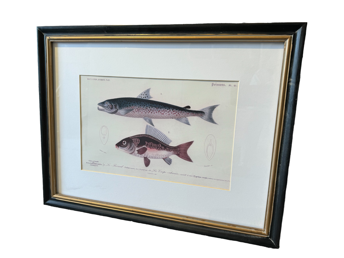 Pair of Fish Prints in Antique Style Black Frames