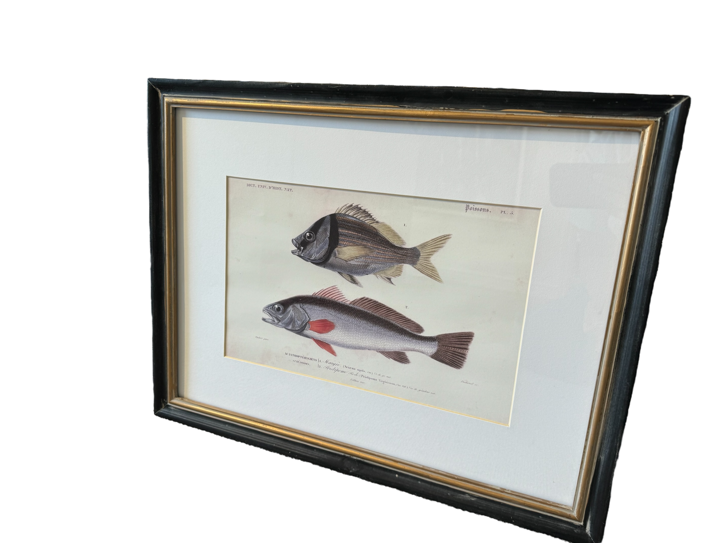 Pair of Fish Prints in Antique Style Black Frames