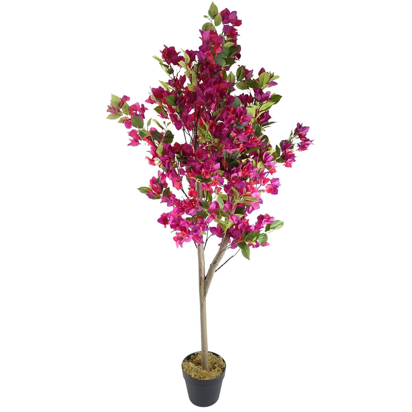 Pink Bougainvillea Tree