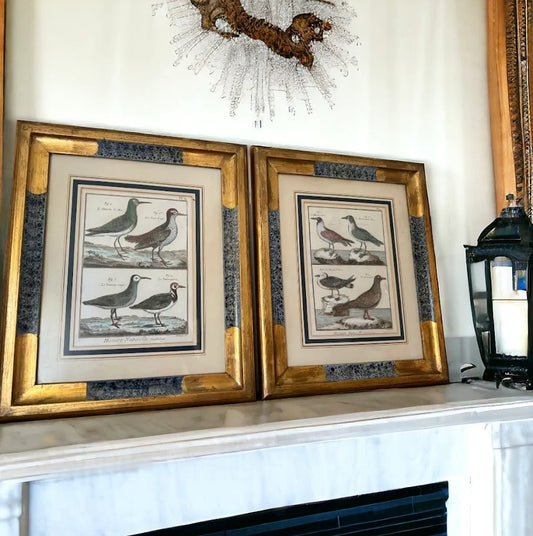 Pair of Vintage Framed Ornothology Bird Prints